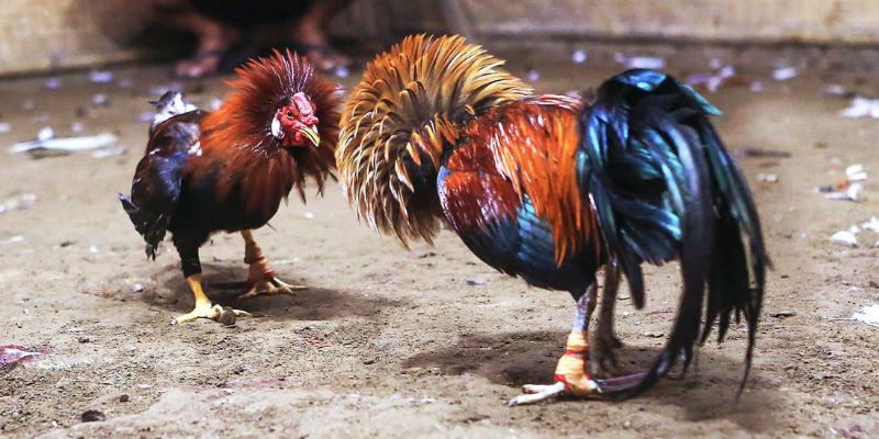 Một số loại hình được nhiều hội viên yêu thích tại đá gà Thomo VN88