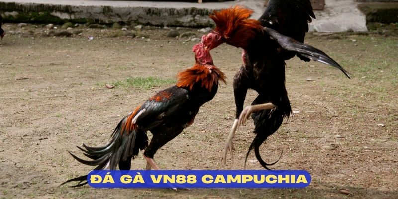 Campuchia phổ biến bởi sự quen thuộc với cộng đồng đá gà VN88