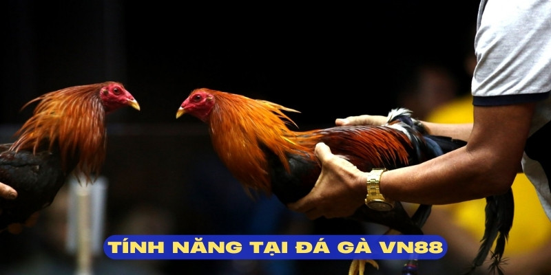 Đá gà VN88 mang đến các trận đấu với chất lượng mãn nhãn