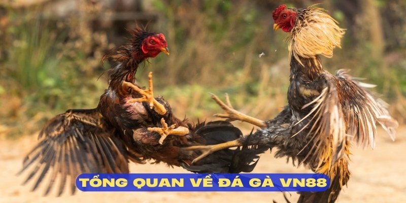 Đá gà VN88 là sân chơi tích hợp nhiều dịch vụ độc đáo