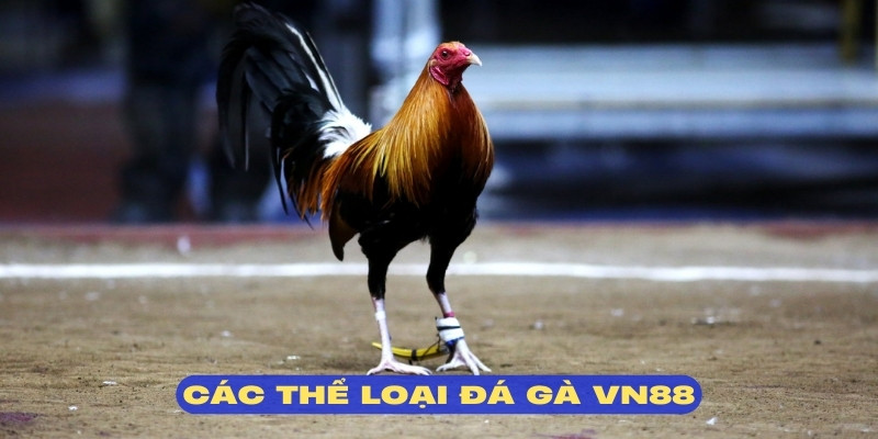 Thomo là thể loại chất lượng nhất tại đá gà VN88